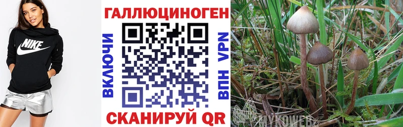 Галлюциногенные грибы Cubensis Елец
